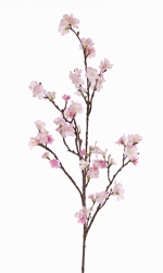 Sakura bloesemtak Prunus jamasakura  96cm